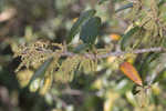 Sand live oak